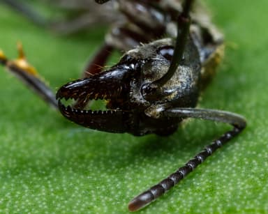 Neoponera villosa photo 67
