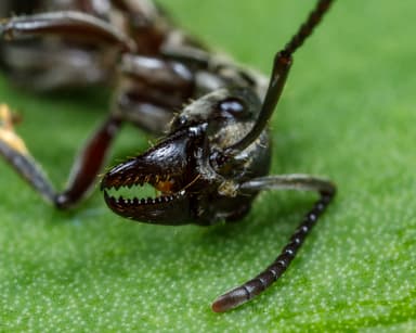 Neoponera villosa photo 68