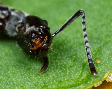 Neoponera villosa photo 69