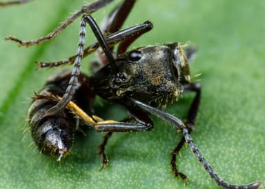 Neoponera villosa photo 70