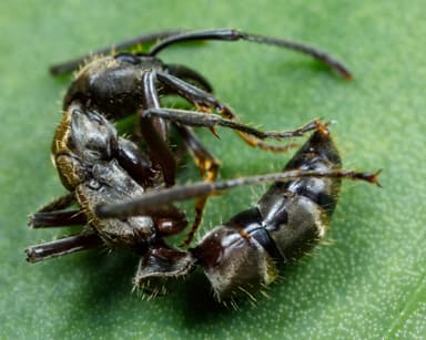 Neoponera villosa photo 71