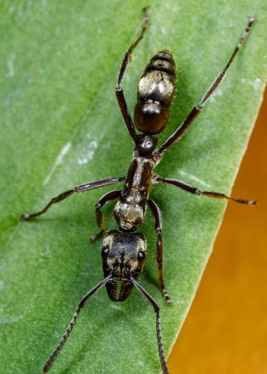 Neoponera villosa photo 72