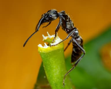 Neoponera villosa photo 73
