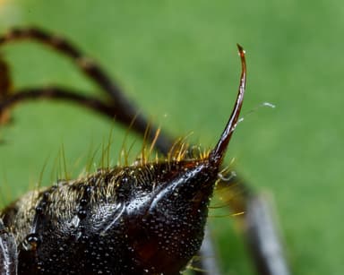 Neoponera villosa photo 74