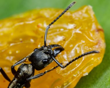 Neoponera villosa photo 75