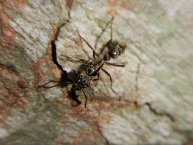 Neoponera villosa photo 76