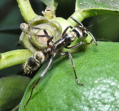 Neoponera villosa photo 77