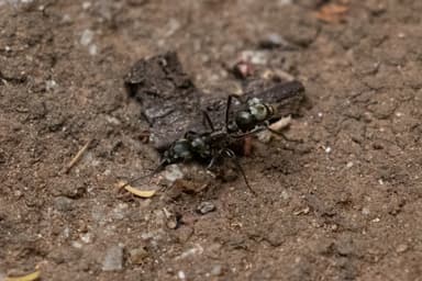 Neoponera villosa photo 79