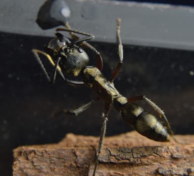 Neoponera villosa photo 80