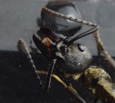 Neoponera villosa photo 81