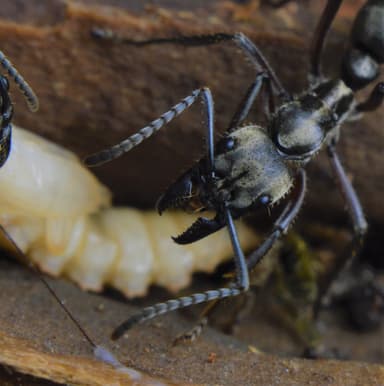 Neoponera villosa photo 82