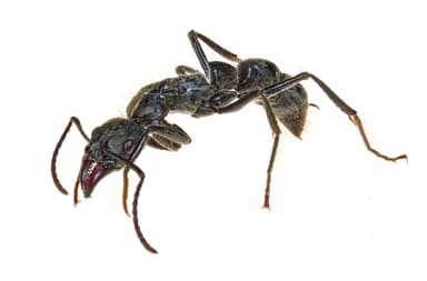 Neoponera villosa photo 83