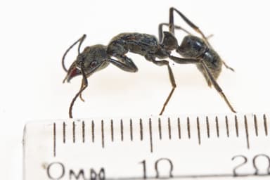 Neoponera villosa photo 84