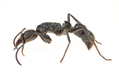 Neoponera villosa photo 85
