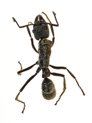 Neoponera villosa photo 86