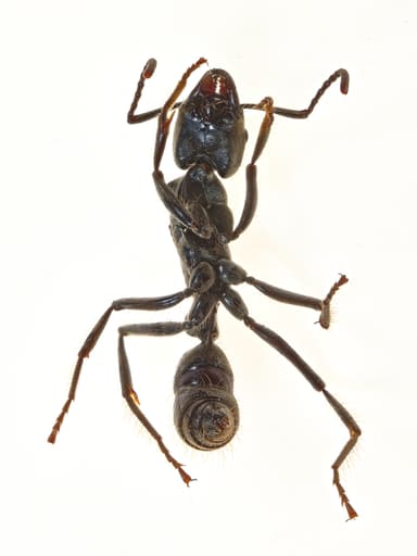 Neoponera villosa photo 87