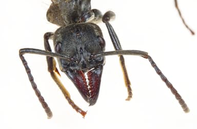 Neoponera villosa photo 88
