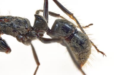 Neoponera villosa photo 89