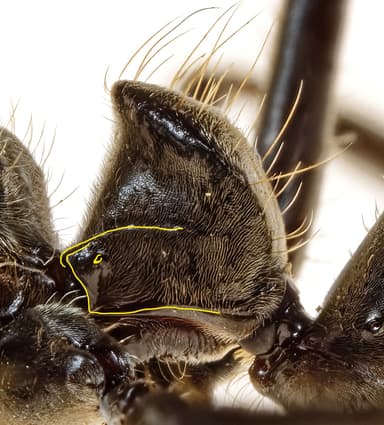 Neoponera villosa photo 90