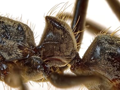 Neoponera villosa photo 91