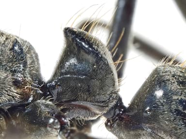 Neoponera villosa photo 92
