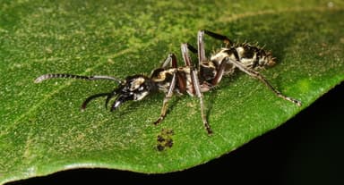 Neoponera villosa photo 93