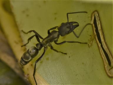 Neoponera villosa photo 94