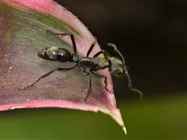 Neoponera villosa photo 95