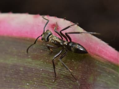Neoponera villosa photo 96