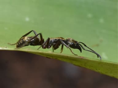 Neoponera villosa photo 97
