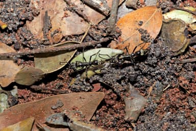 Neoponera villosa photo 98