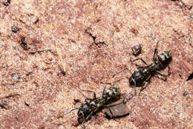 Neoponera villosa photo 99