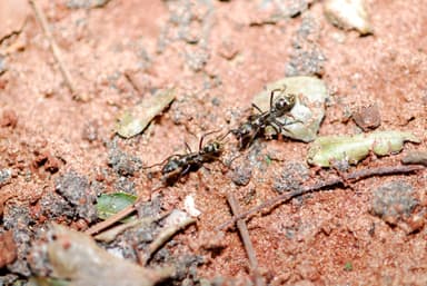 Neoponera villosa photo 100