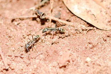 Neoponera villosa photo 101