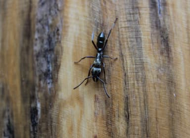 Neoponera villosa photo 102