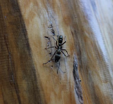Neoponera villosa photo 103