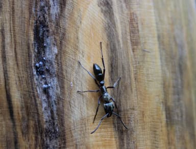 Neoponera villosa photo 104