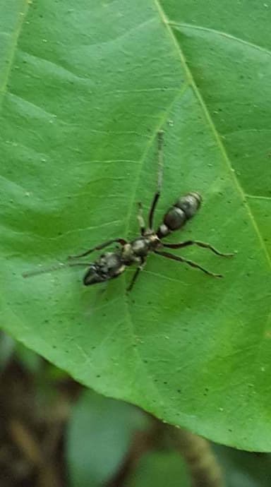 Neoponera villosa photo 105