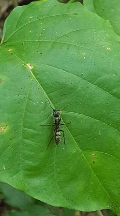 Neoponera villosa photo 106