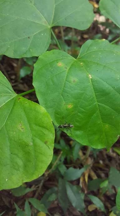 Neoponera villosa photo 107