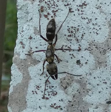 Neoponera villosa photo 108