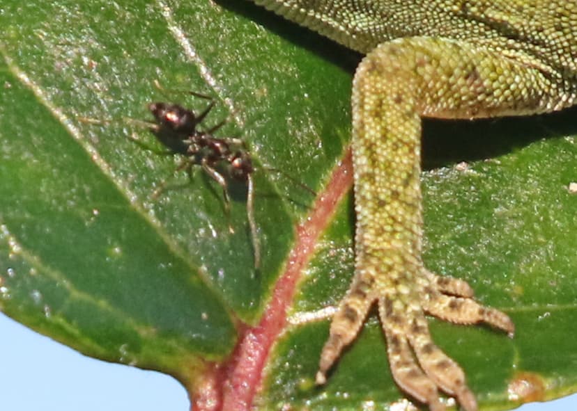 Nylanderia bourbonica photo 1