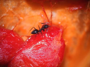Nylanderia bourbonica photo 2