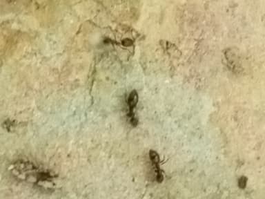 Nylanderia faisonensis photo 8