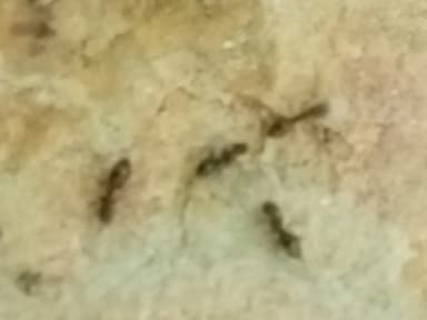 Nylanderia faisonensis photo 10