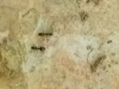 Nylanderia faisonensis photo 11
