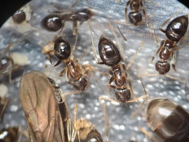 Nylanderia faisonensis photo 13