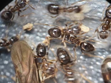 Nylanderia faisonensis photo 15