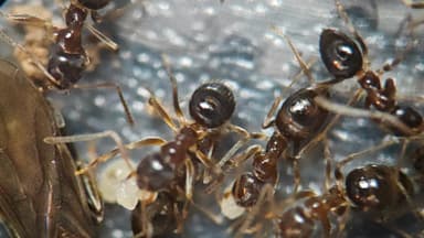 Nylanderia faisonensis photo 18