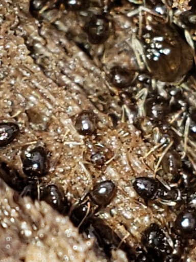 Nylanderia faisonensis photo 54